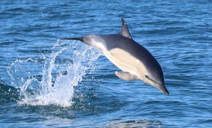 Friendly dolphin.